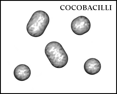 cocobacilli